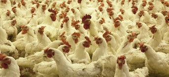 Pluimvee vogelgriep