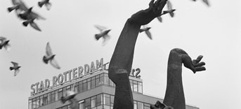 Vogels stad Rotterdam
