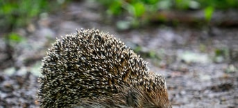 Egel