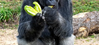 Gorilla