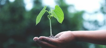 Groen plantje