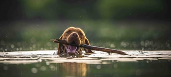 Hond met stok