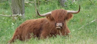 Hooglander