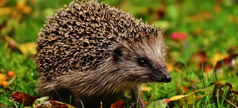 Alexa Pixabay hedgehog child 16 9