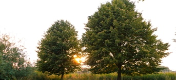 Haddeman Pixabay bomen 16 9