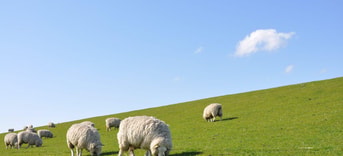 Sheep 1877430 1920