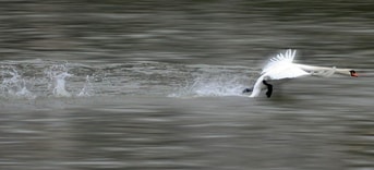 Swan 630142 1920