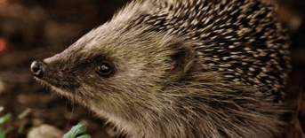 Dieren