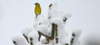 Vogel in sneeuw