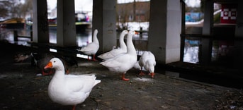 Hfdst 2 dieren
