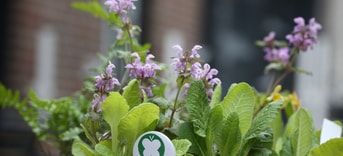 Hfdst 3 groen