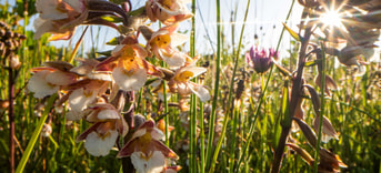Hooiland moeraswespenorchis biodiversiteit