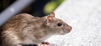 Rat Stad 1