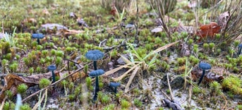 Soester Hoogveen