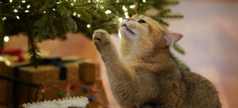 Kerst kerstboom poes