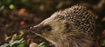 Hoofdstuk 2 Dieren hebben het recht om te leven naar hun aard