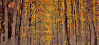 Forest 7580700 1280 pixabay
