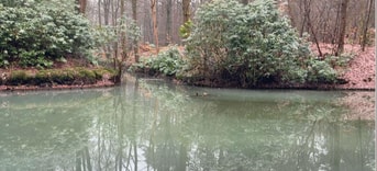 Oude bosgroeiplaatsen sparrendaal driebergen