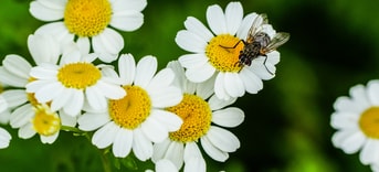 Closeup view fly beautiful tiny daisy flowers