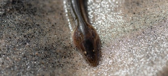 Eel 3681910 2