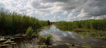 Natuur ZH