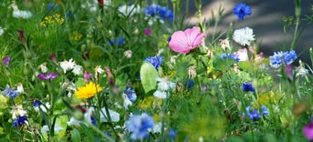 Flowers 3269212 1280