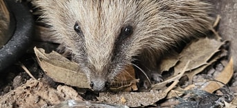 Onze Egel