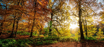 Autumn leaves 2963220 1280