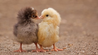 Shutterstock 114494002