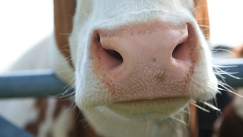 Koe close up