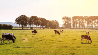 Koeien in de zon