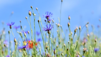 Wilde bloemen