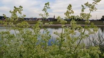 20200601 Nijmegen achter glad walstro