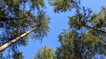 Bomen toppen