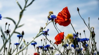 Biodiversiteitscrisis