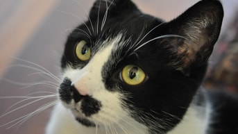 Kater5 Vanderdenmaarrechtenvrij