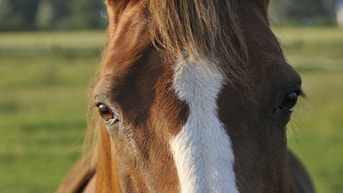 Paard ©Istockphoto Com Moniquerodriguez