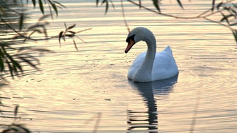 Zwaan2