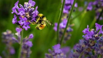 Wilde bij biodiversiteit pvdd partij voor de dieren
