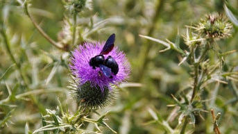 Wilde bij blauwzwarte houtbij