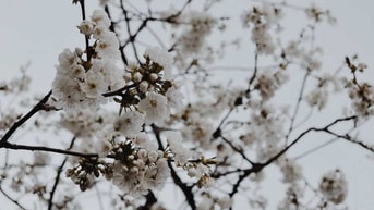 Lente