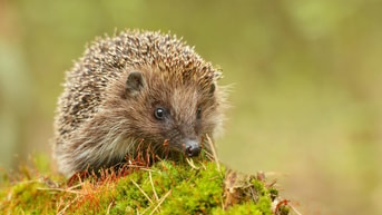 Egel in tuin Shutterstock