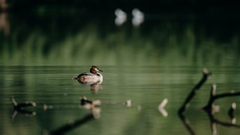 Grebe 5936866 1920