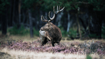 Hert veluwe