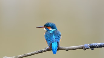 Wijchen header