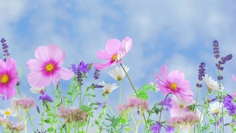 Bloemen Pixabay rechtenvrij