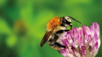 Akkerhommel