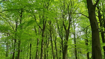 Beukenbos