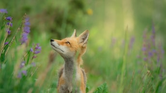 Fox unsplash
