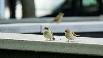 Vogels
